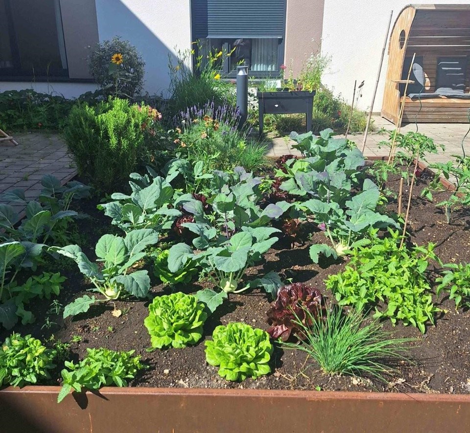 Kleiner Gemüsegarten mit verschiedenen Pflanzen, wie beispielsweise Salate, Kohlrabi und Kräuter.