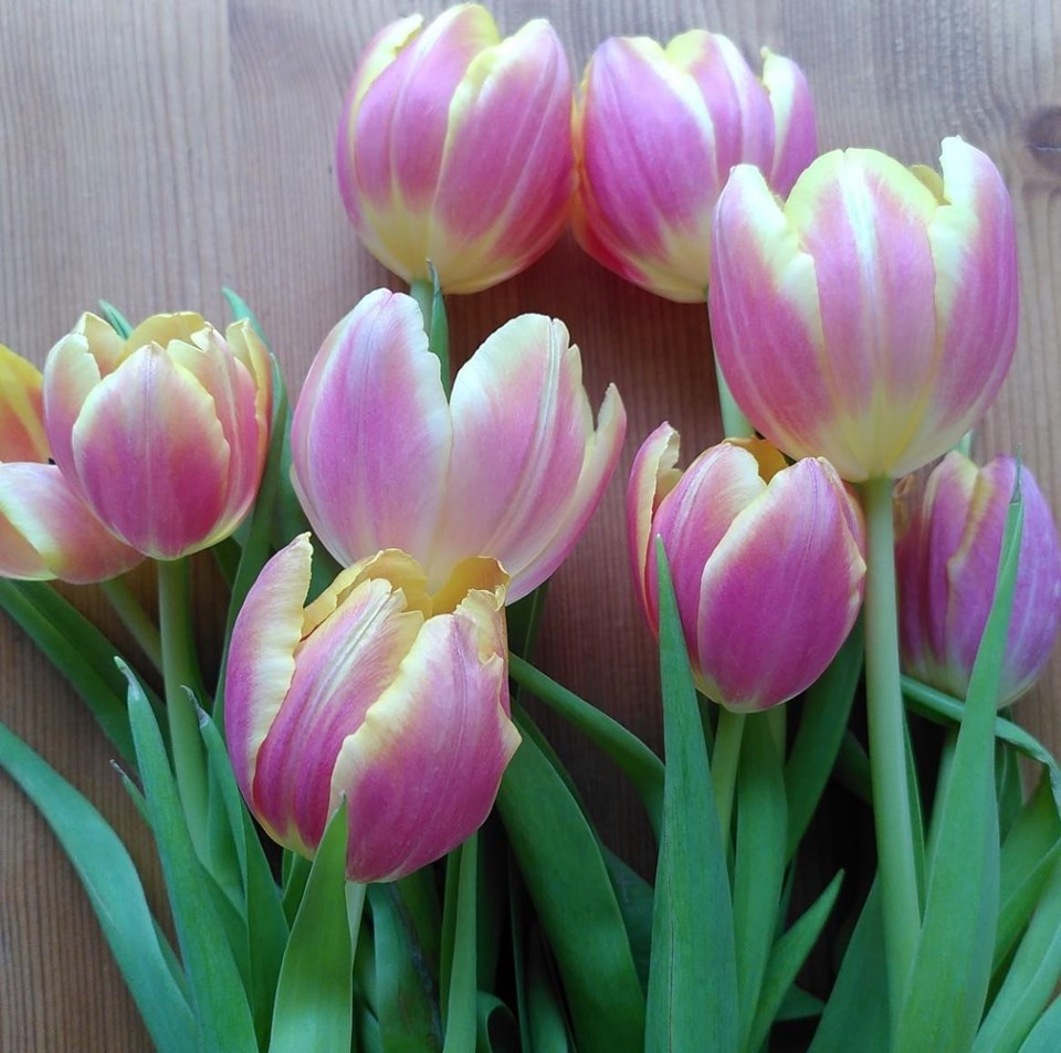 Ein Strauß von orange-gelben Tulpen.